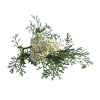 Achillea millefolium